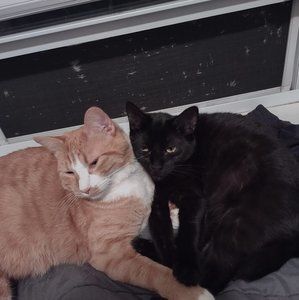 Meet your Posher, Brandon